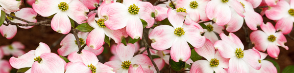 Blossom;Blossoms;Branch;Branches;Color;Dogwood;Flower;Floweret;Flowering;Flowers;Healing;Health care;Healthcare;Panoramic;Peaceful;Petal;Petals;Pink;Pink Dogwood;Spring;Springtime;bloom;calm;flora;floral;limb;restful;serene;soothing;tranquil;tree limbs